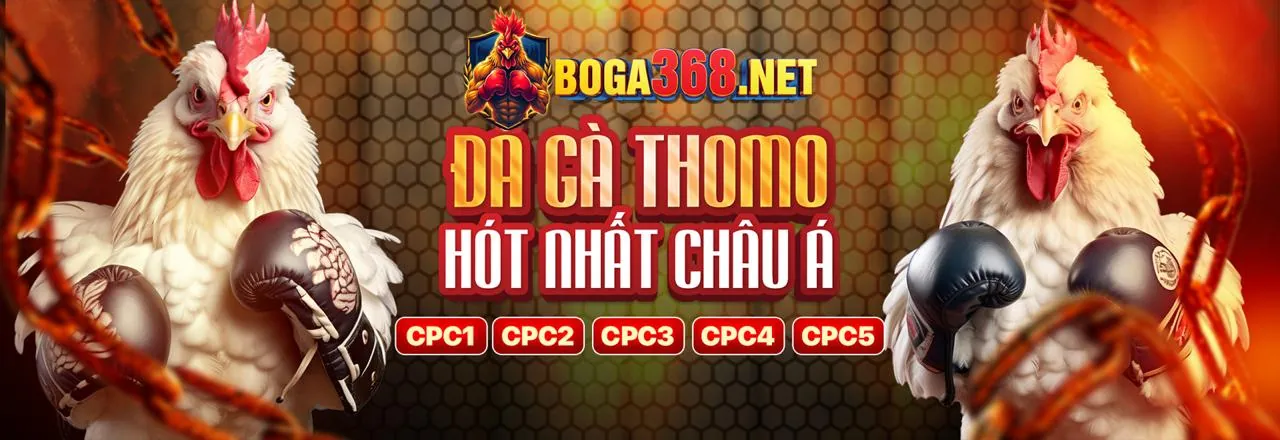 Sân vận động thể thao với các hoạt động cá cược trực tuyến của bet11 link mới
